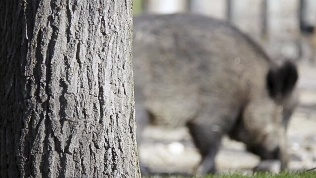 wild boar (Sus scrofa)