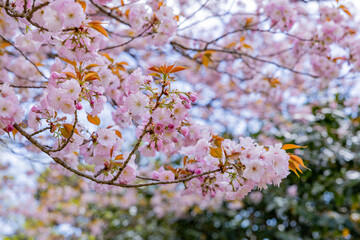 Double cherry blossoms in Izu Inatori Park.
