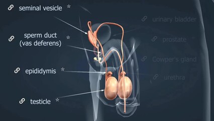 Male reproductive system anatomy