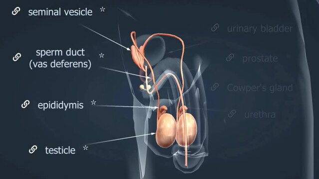 Male reproductive system anatomy