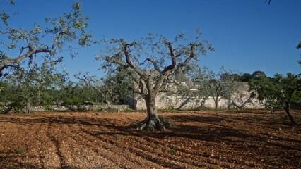 Olive trees in a puglia farm field with a rustic farmhouse in the background under a clear blue sky.