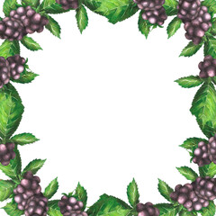 A blackberry berry painted in watercolor. Summer berries in close-up. The illustration is isolated on a white background. Food, drinks, fruits. Template for design, postcards, packaging, prints