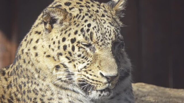 leopard (Panthera pardus) in genus Panthera