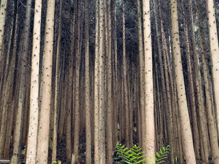 日本周遊　奈良県吉野森林めぐり