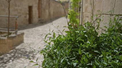 A sunlit cobblestone alley in matera, basilicata, italy, showcasing vibrant green street plants against historic stone buildings under a clear sky.