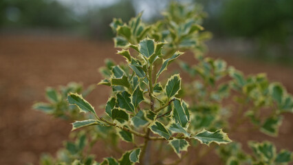 Close-up of a holly plant ilex aquifolium outdoors in a puglia field, showcasing its distinct green leaves edged with yellow.