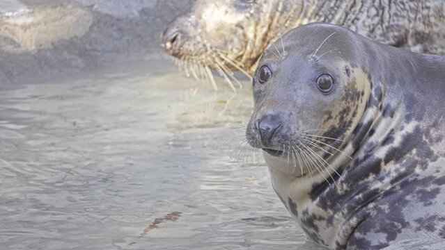grey seal (Halichoerus grypus)