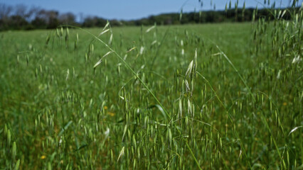 A serene field of wild oats avena fatua in springtime puglia, italy, with lush green stems swaying under a clear blue sky.