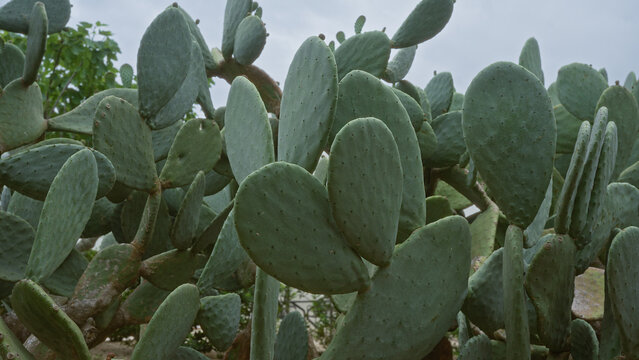 A dense cluster of prickly pear cactus plants, opuntia ficus-indica, in an outdoor setting in puglia, southern italy, showcasing their thick green pads and spines against a cloudy sky.