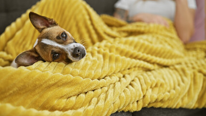A cozy dog wrapped in a soft yellow blanket with a young woman partially visible in the background...