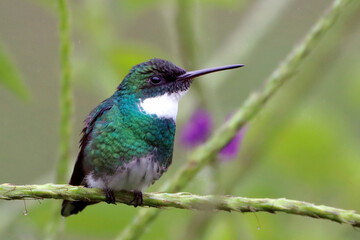 White-throated Hummingbird(Leucochloris albicollis) perched on a branch
