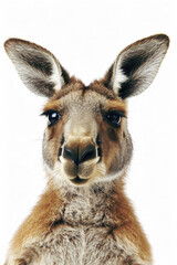 A kangaroo with a wide smile, looking joyful, isolated on a white background