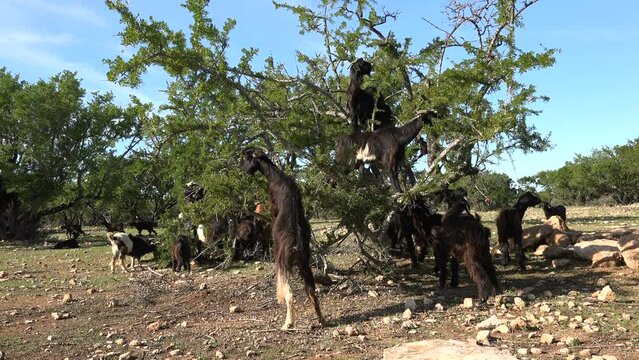 Goats climb the argan tree and eat leaves in rural Morocco
