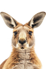 A kangaroo with a wide smile, looking joyful, isolated on a white background