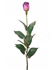 Obraz premium Purple rose with green leaves against a white backdrop