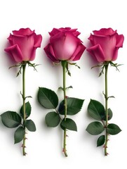 There are three pink roses with green leaves placed on a white background