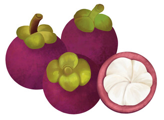 手描きのマンゴスチン