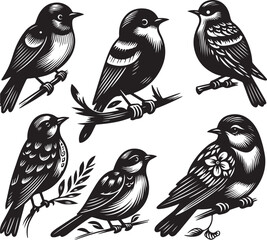bird vectore illastration