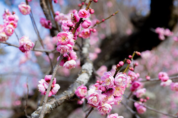 Beautiful Japanese apricot blossoms that bloom in early spring ‘Hanakami’.