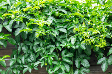 Summer, orchards, fruits, passion fruit, passion fruit flowers, fruits
