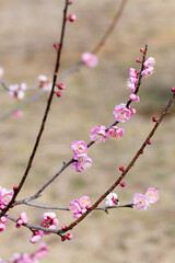Beautiful Japanese apricot blossoms that bloom in early spring ‘Hanakami’.