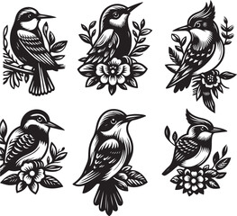 bird vectore illastration