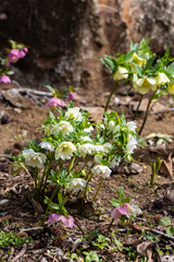 White hellebore flowers blooming in early spring garden.
