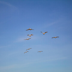 Аnimals  -  Europe, Romania, Suceava region, 2024 year