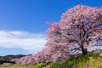 Beautiful scenery of Kawazu cherry blossoms and rape blossoms in early spring.
