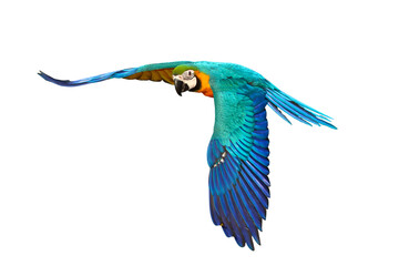 Colorful flying Blue and Gold Macaw parrot isolated on transparent background png file
