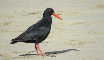 Close-up of an adult African oystercatcher (Haematopus moquini), Swartvlei beach, Sedgefield.
