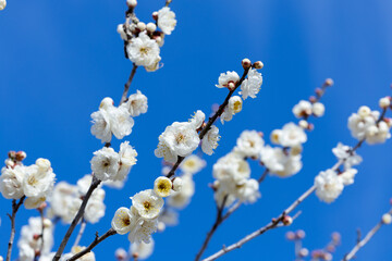 Beautiful Japanese apricot blossoms that bloom in early spring ‘Gekkyuden’.