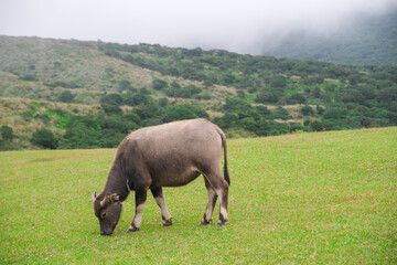 Cow Ox Grazing on grass field