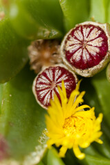 Species of Glottiphyllum, possibly Glottiphyllum regium, flowers and forming fruit natural macro floral background