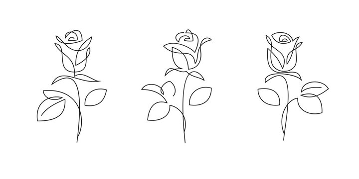 One line rose flowers, vector drawing