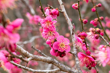 Beautiful Japanese apricot blossoms that bloom in early spring ‘Toubai’.