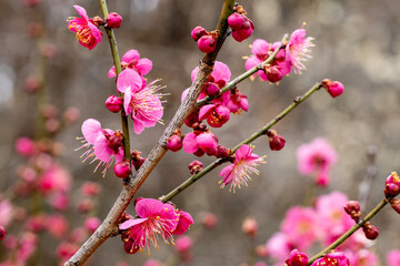 Beautiful Japanese apricot blossoms that bloom in early spring ‘Toubai’.