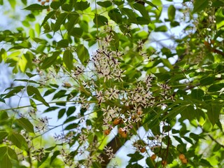 Flowers of the chinaberry tree, pride of India, bead-tree, Cape lilac, syringa berrytree, Persian lilac, Indian lilac, or white cedar (Melia azedarach), Spain