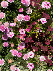 Fototapeta premium 庭園の花々