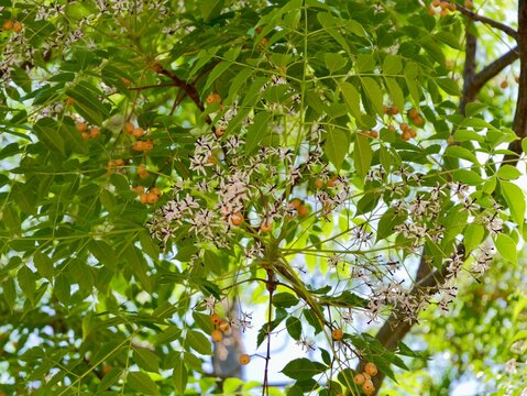 Flowers of the chinaberry tree, pride of India, bead-tree, Cape lilac, syringa berrytree, Persian lilac, Indian lilac, or white cedar (Melia azedarach), Spain