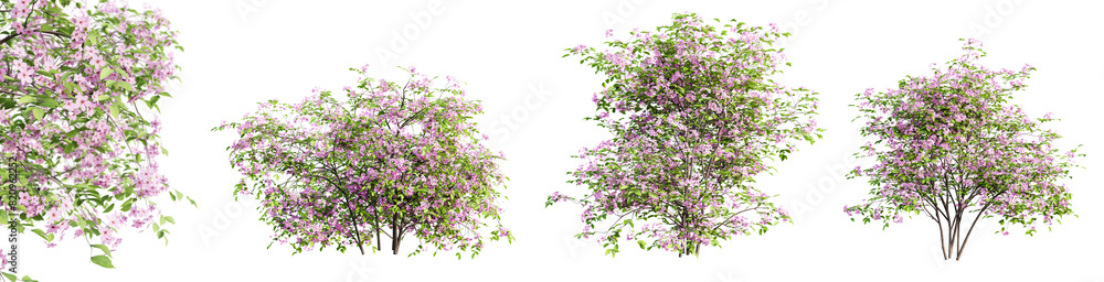 Poster set of spiraea bushes in blossom isolated on transparent background with selective focus close-up. 3