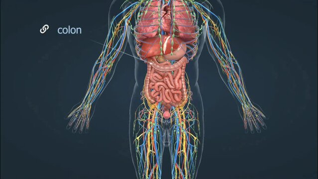 appendix anatomy