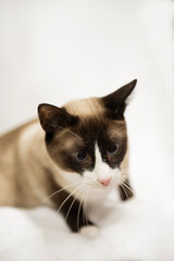 Porträt einer Snowshoe Katze