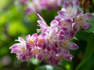 Obraz premium 初夏の庭の紅花梅花空木