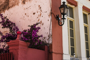bougainvillea blooming plant beautiful at old painted house wall