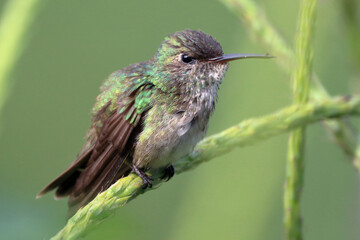 Versicolored Emerald(Chrysuronia versicolor) perched on a branch