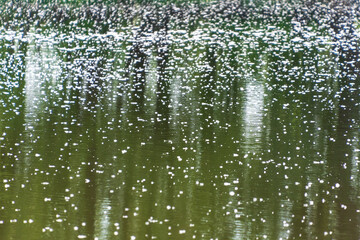 Poplar fluff falls on the water.