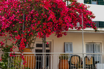 giant begonville flowering pot plant on balcony of mediterranean house