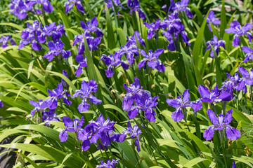 Beautiful iris sanguinea clusters blooming in the garden in early summer.