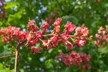 Pink flowers of Aesculus carnea, close-up. red horse-chestnut.